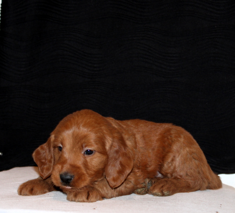 puppy, for, sale, Mini Goldendoodle F1, Matthew B. Stoltzfus, dog, breeder, Gap, PA, dog-breeder, puppy-for-sale, forsale, nearby, find, puppyfind, locator, puppylocator, aca